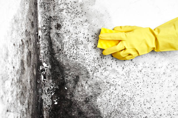 Best Basement Mold Remediation in Murrieta, CA