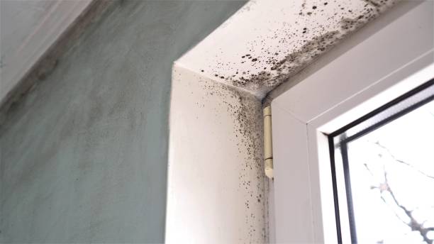 Best DIY Mold Remediation Support Services in Murrieta, CA