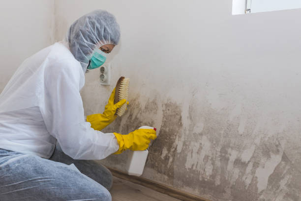 Trusted Murrieta, CA Mold Remediation Experts
