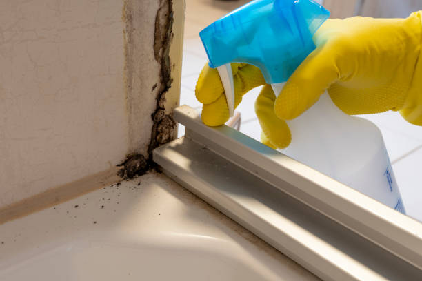 Best Residential Mold Remediation in Murrieta, CA