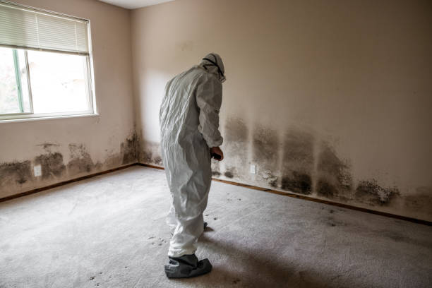 Best Crawl Space Mold Remediation in Murrieta, CA