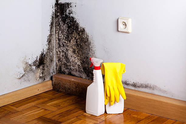 Best Commercial Mold Remediation in Murrieta, CA